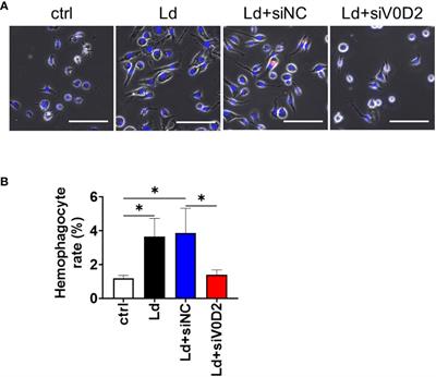 Upregulation of ATP6V0D2 benefits intracellular survival of Leishmania donovani in erythrocytes-engulfing macrophages